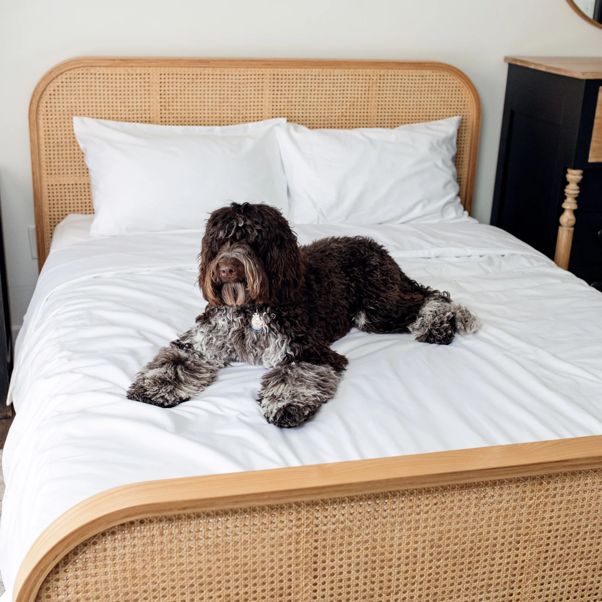 PupSheets™ Hair Resistant, Antimicrobial & Cooling Duvet Cover and Sham Set - White - Image 12