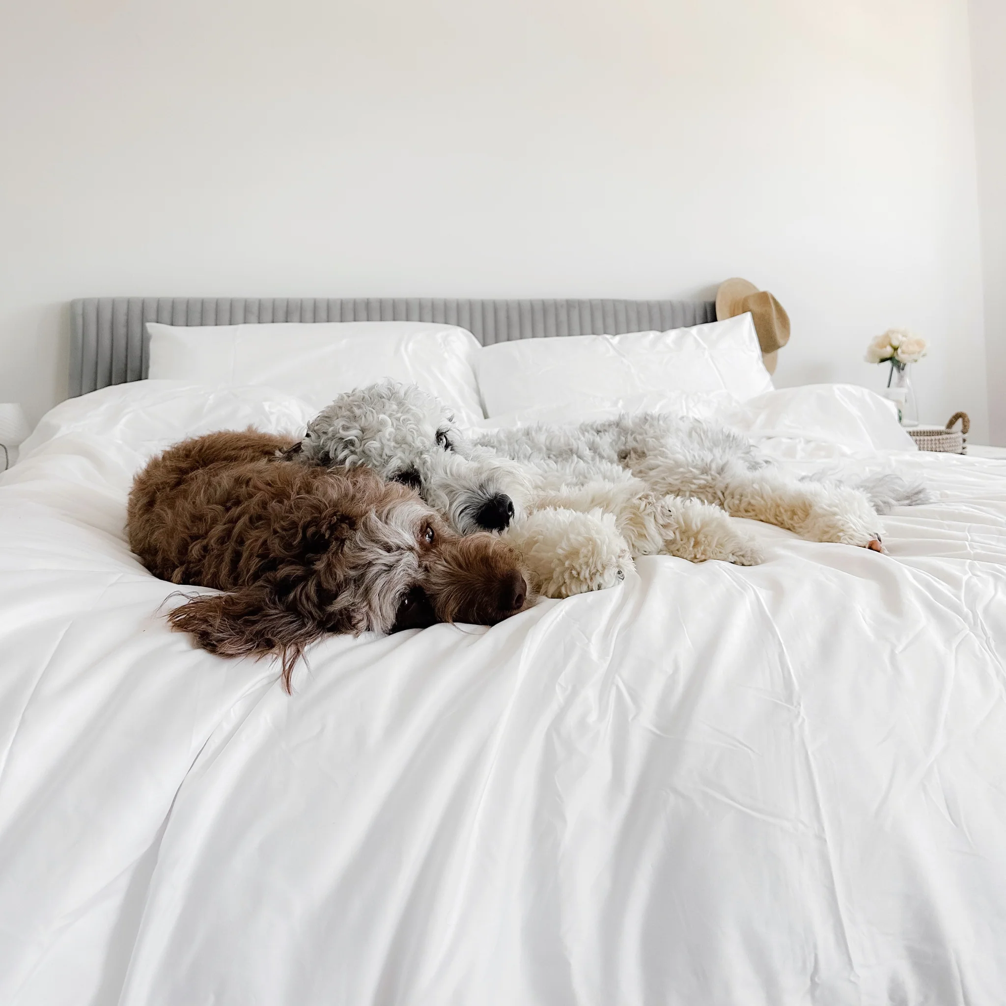 PupSheets™ Hair Resistant, Antimicrobial & Cooling Duvet Cover and Sham Set - White - Image 9
