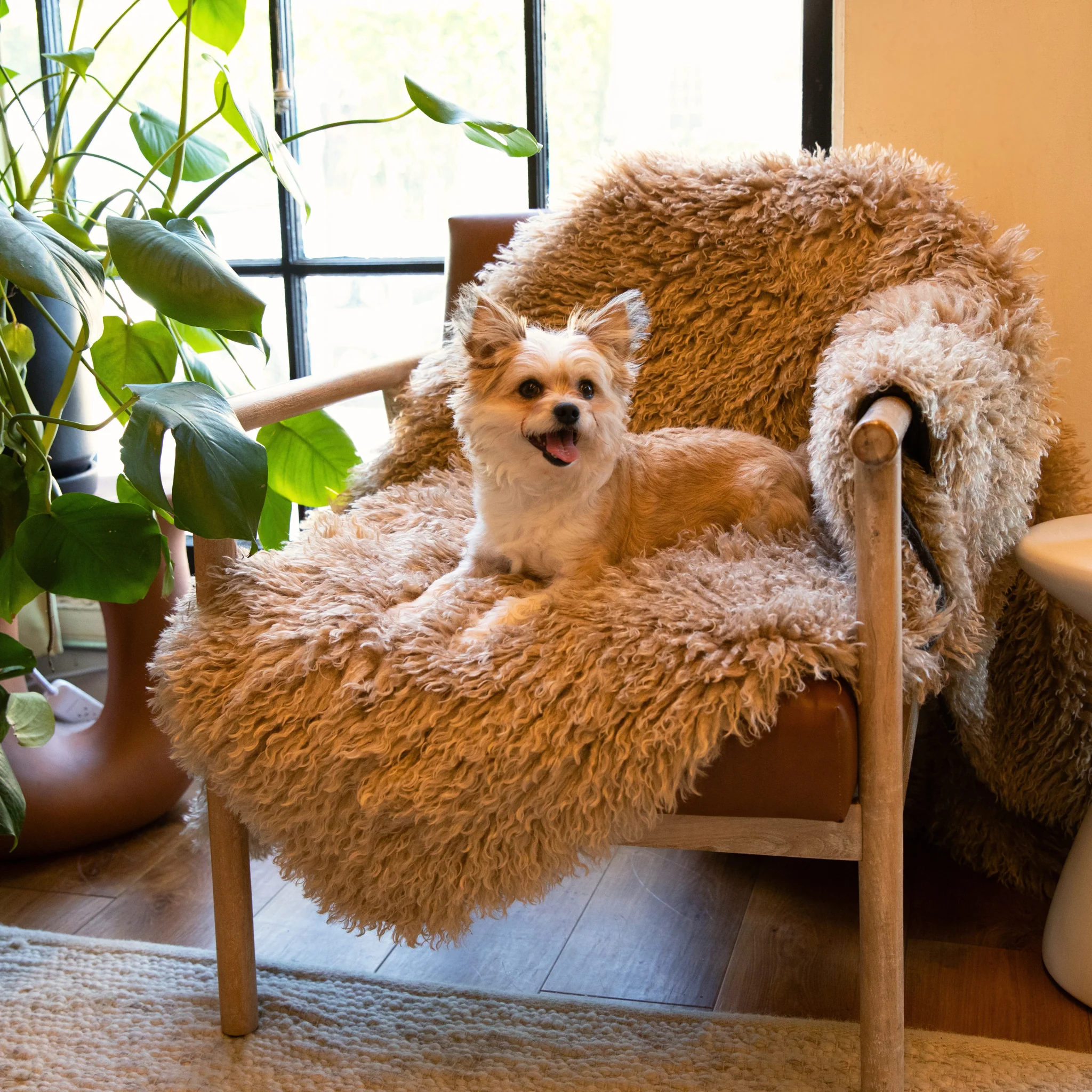PupProtector™ Luxe Waterproof Faux Fur Blanket - Plush Sheep Tan - Image 12