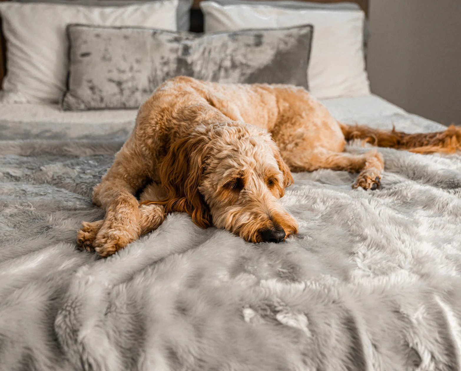 PupProtector™ Summer Short Fur Waterproof Throw Blanket - Grey - Image 12