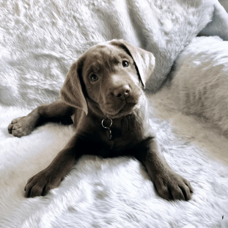 PupProtector™ Summer Short Fur Waterproof Throw Blanket - Polar White - Image 9