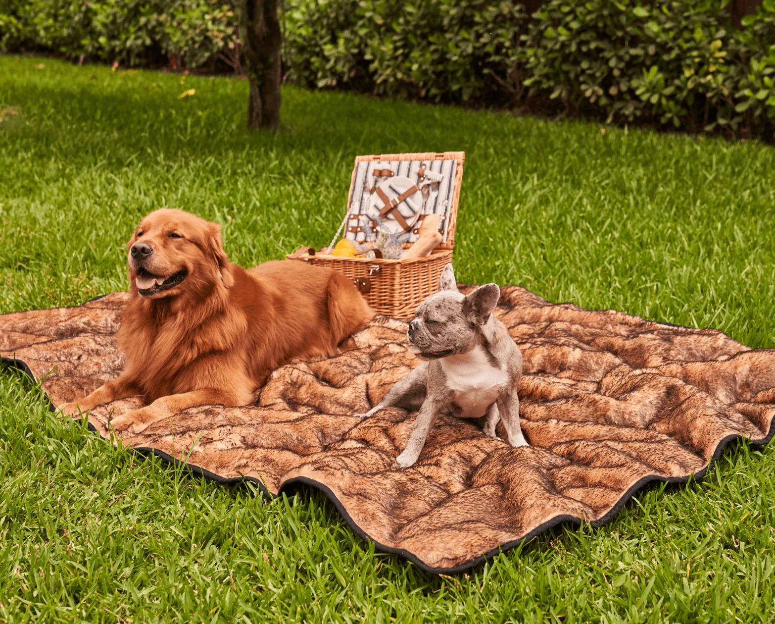 PupProtector™ Summer Short Fur Waterproof Throw Blanket - Sable Tan - Image 12