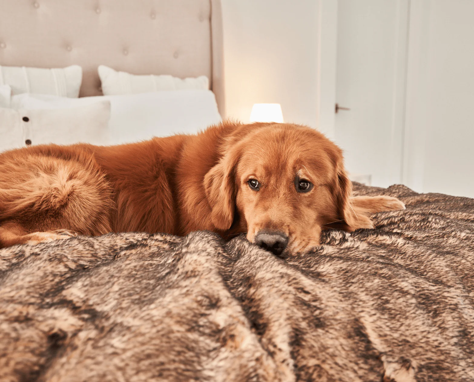 PupProtector™ Summer Short Fur Waterproof Throw Blanket - Sable Tan - Image 9