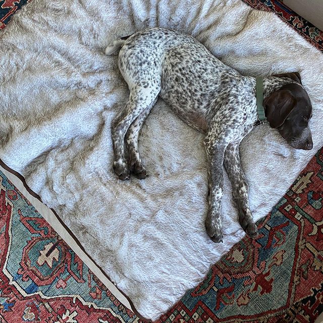 PupProtector™ Summer Short Fur Waterproof Throw Blanket - White with Brown Accents - Image 7