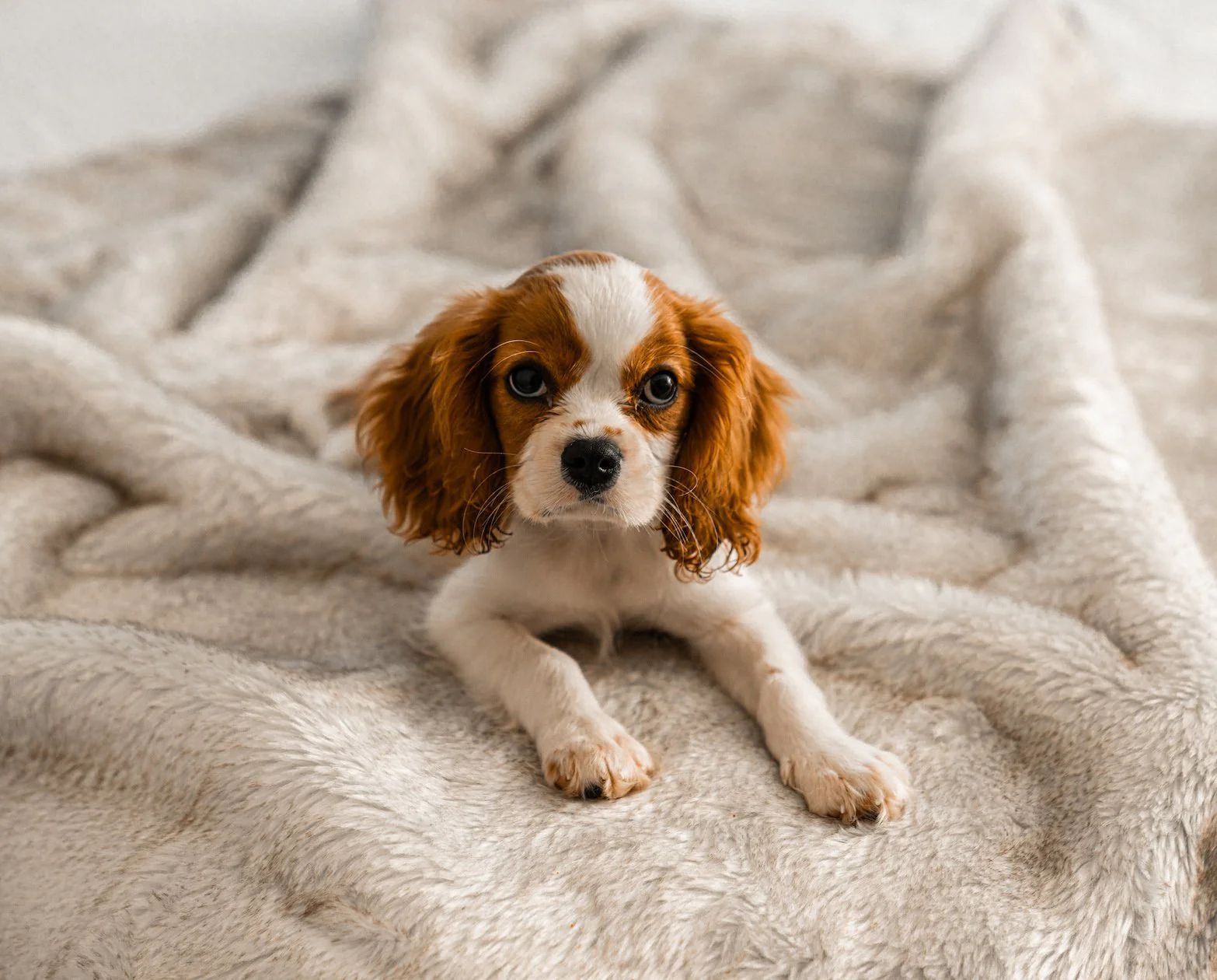 PupProtector™ Summer Short Fur Waterproof Throw Blanket - White with Brown Accents - Image 8