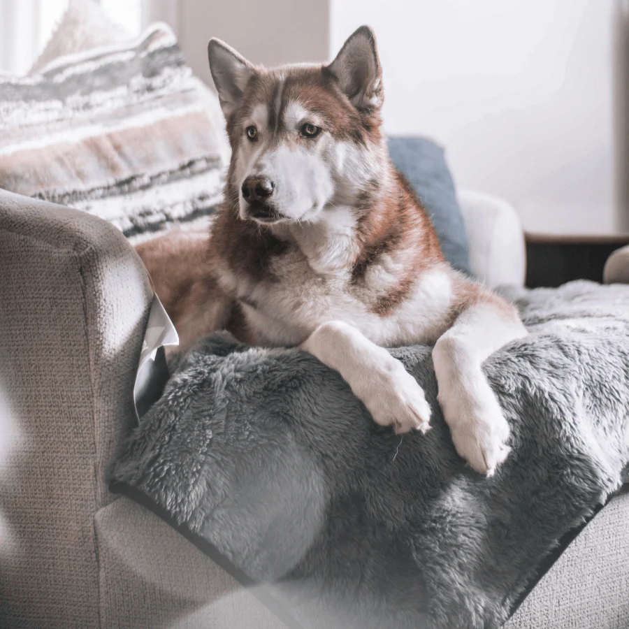 PupProtector™ Summer Short Fur Waterproof Throw Blanket - Charcoal Grey - Image 10