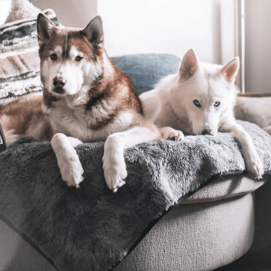 PupProtector™ Summer Short Fur Waterproof Throw Blanket - Charcoal Grey - Image 3