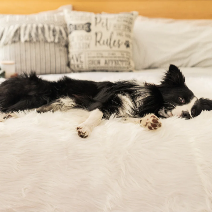 PupProtector™ Waterproof Throw Blanket - Polar White - Image 10