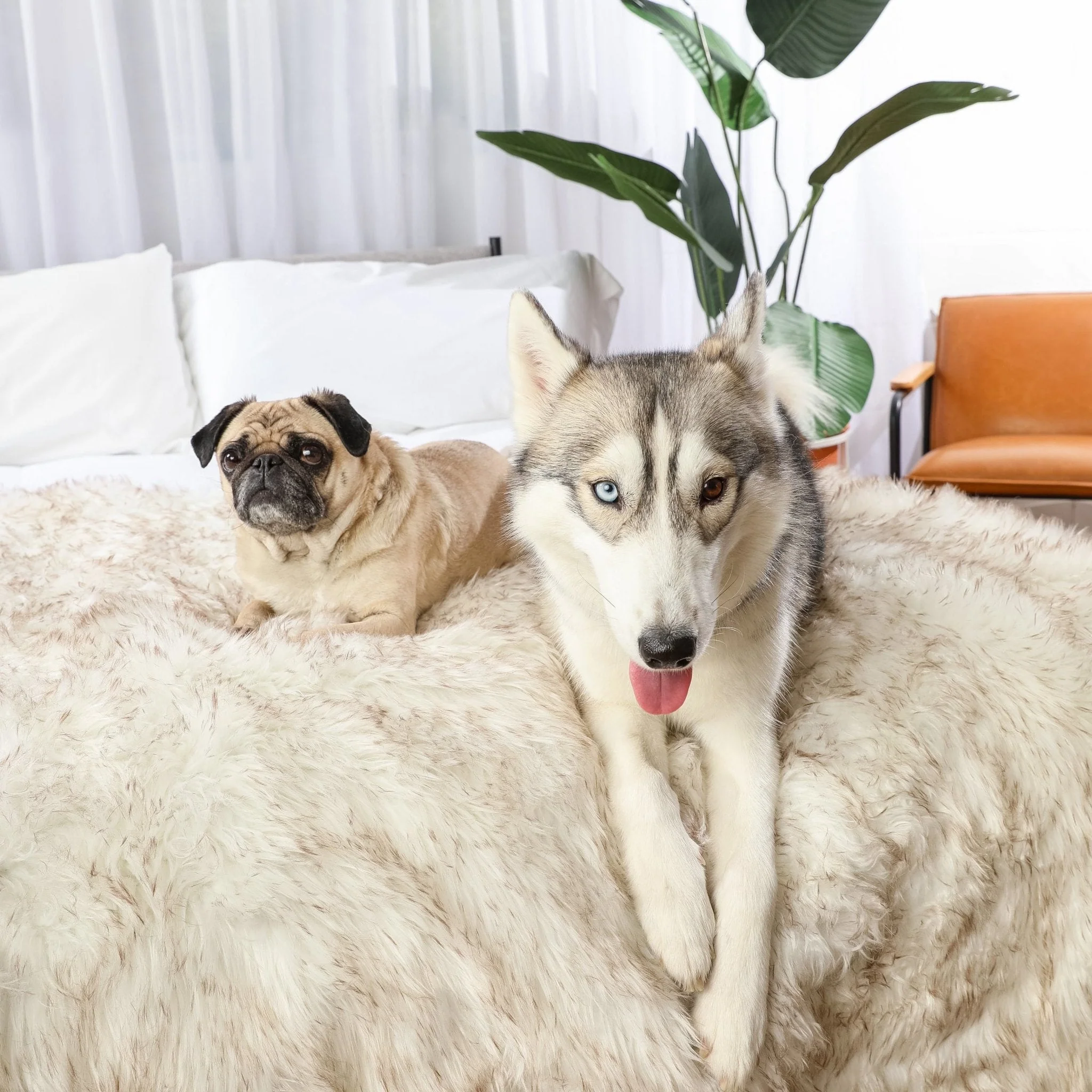 PupProtector™ Waterproof Throw Blanket - White with Brown Accents - Image 3
