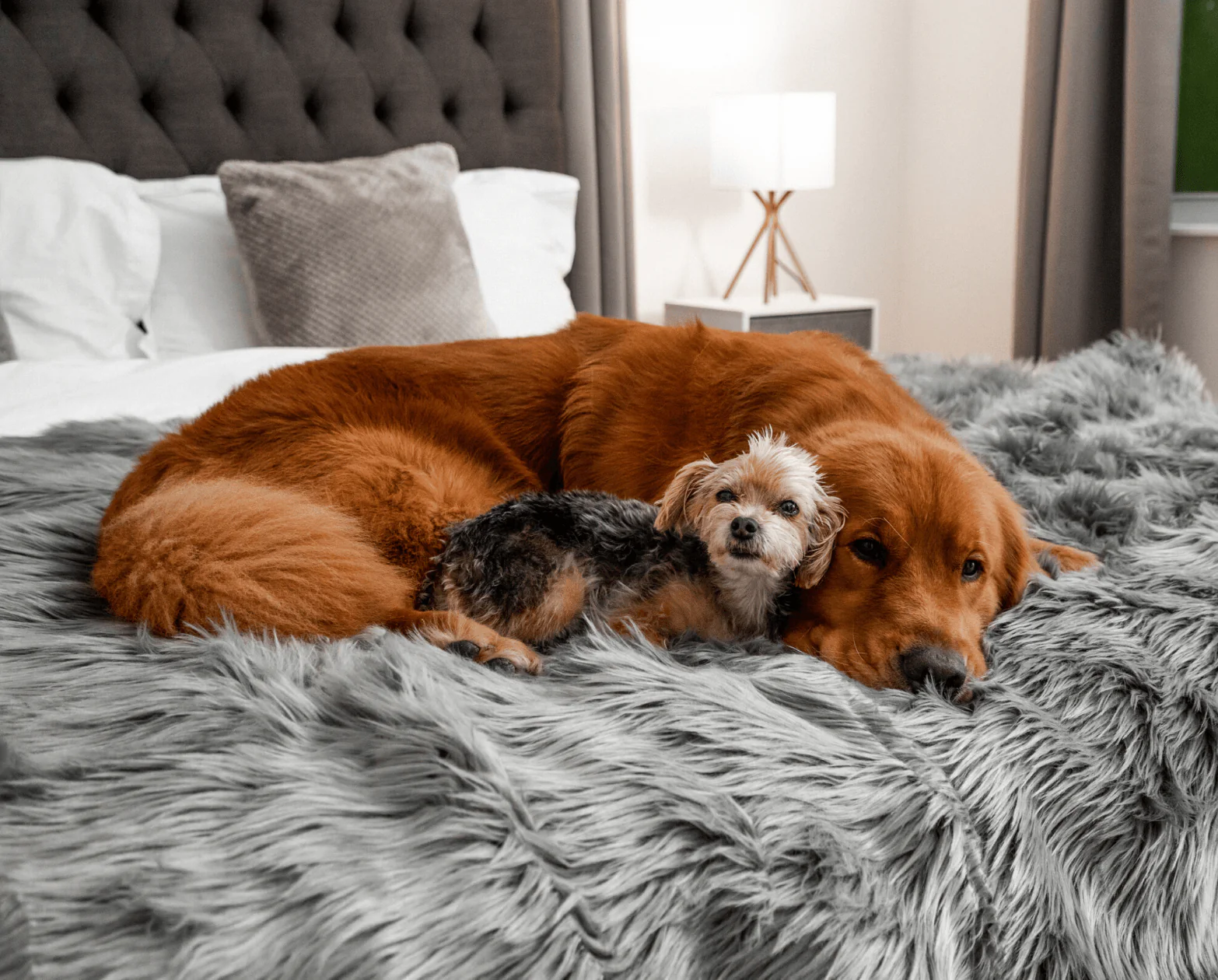 PupRug® Orthopedic Bed + Matching Waterproof Blanket Bundle - Charcoal Grey - Image 5