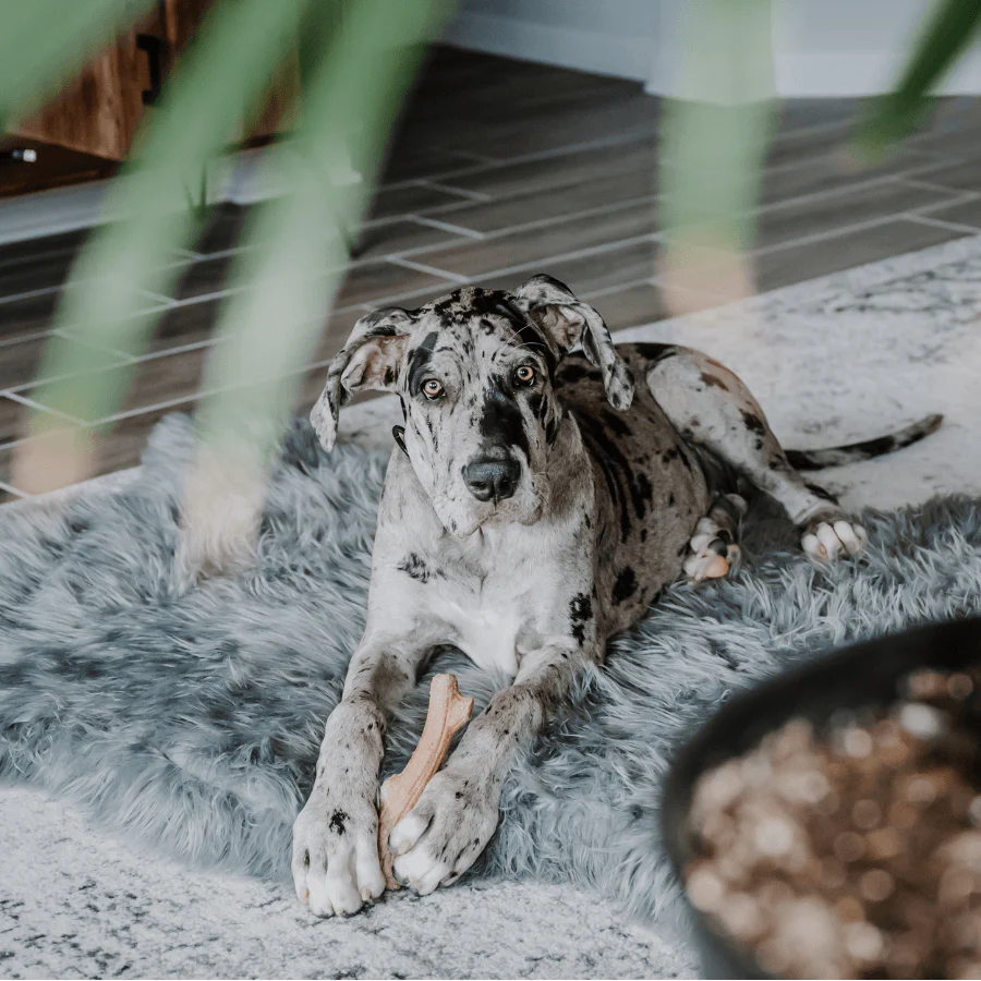 PupRug by Paw.com® Faux Fur Orthopedic Dog Bed - Curve Charcoal Grey - Image 14