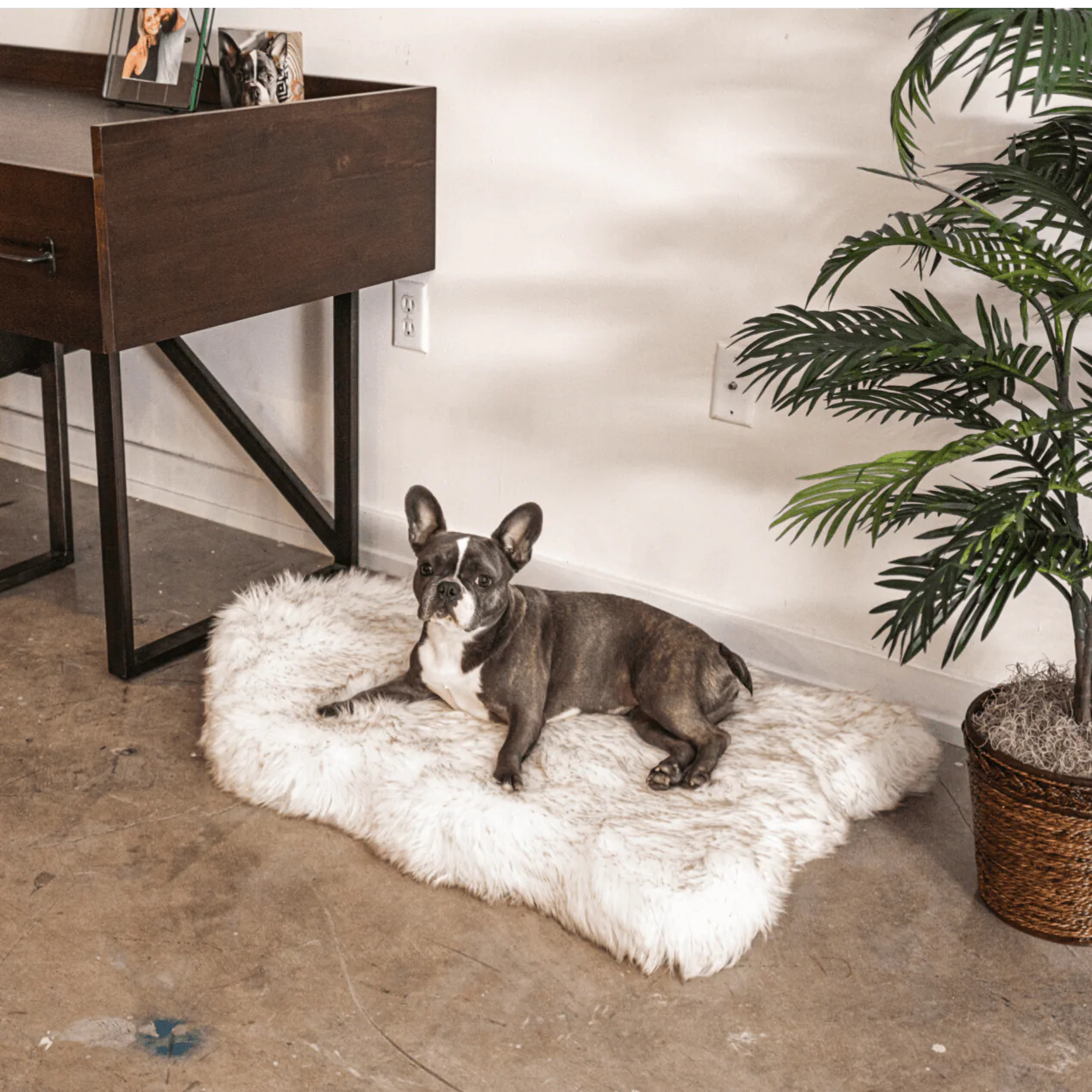 PupRug by Paw.com® Faux Fur Orthopedic Dog Bed - Curve White with Brown Accents - Image 14