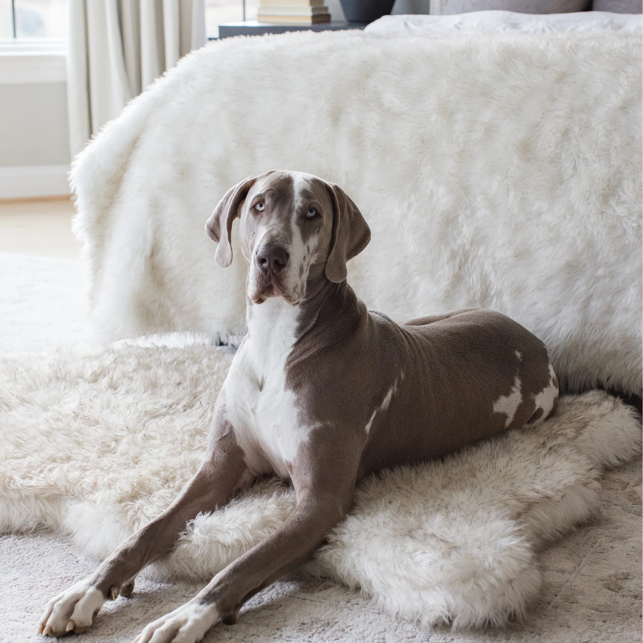 PupRug® Orthopedic Bed + Matching Waterproof Blanket Bundle - White with Brown Accents - Image 4