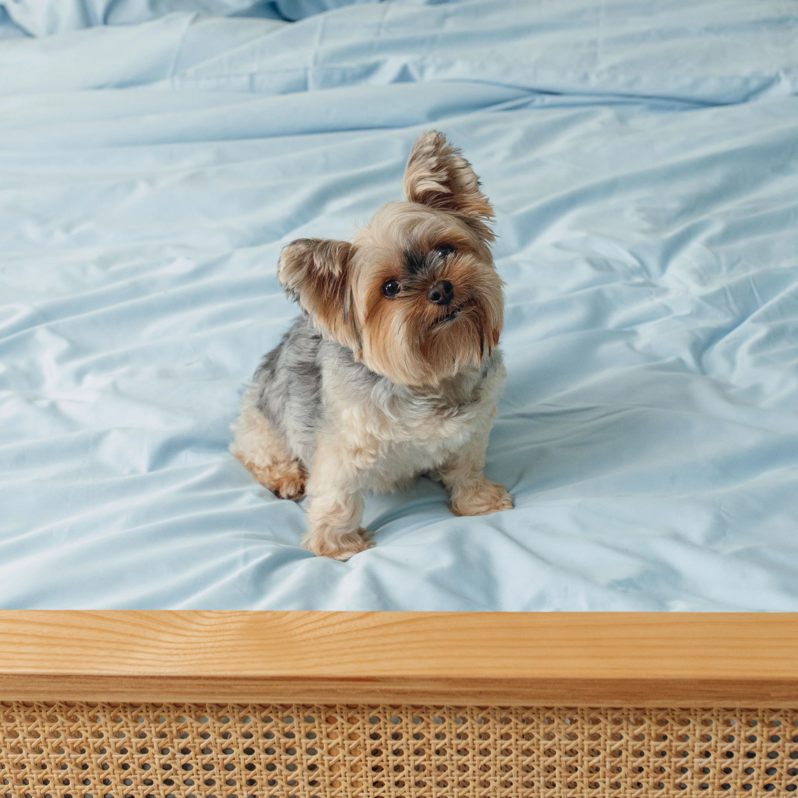 PupSheets™ Hair Resistant, Antimicrobial & Cooling Duvet Cover and Sham Set - Sky Blue - Image 4